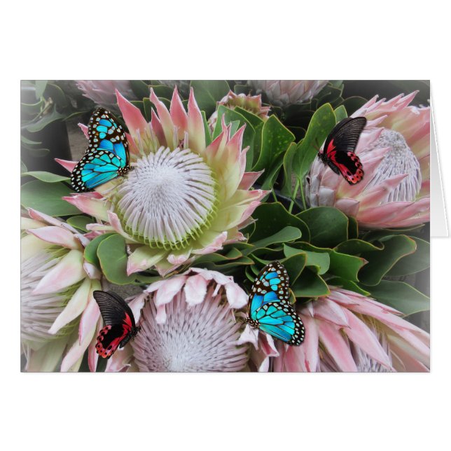 Le roi Protea (Devant horizontal)