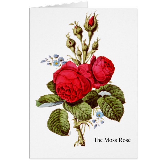 Le Rose de la mousse - Art Vintage (Devant)