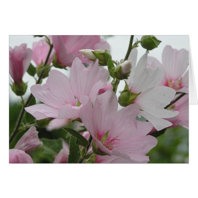 Le rose fleurit la famille d'Impatiens (Devant horizontal)