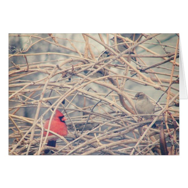 Le rouge dans un hiver de rêve, le cardinal et le  (Devant Horizontal)