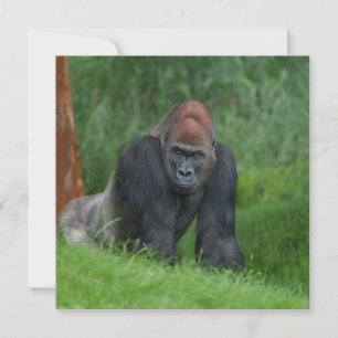 Le royaume serein de Silverback