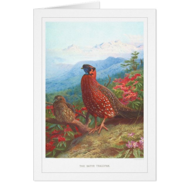 Le satyre Tragopan ; (Devant)