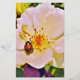 Le scarabée japonais sur la rose blanche