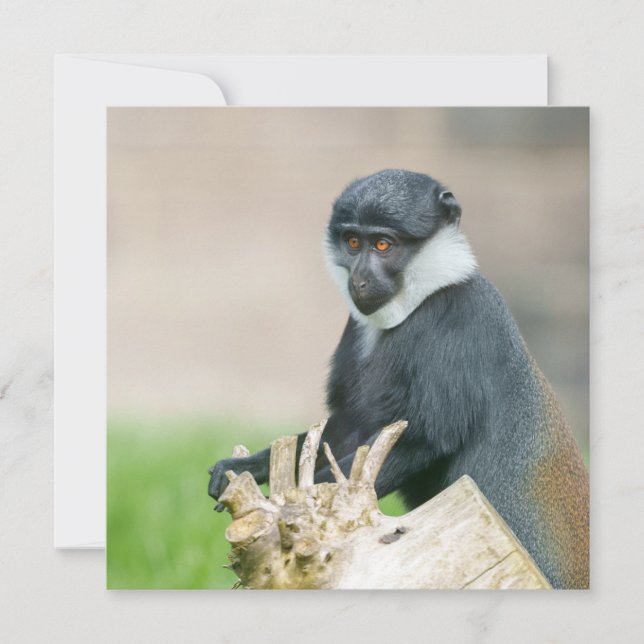 Le singe de l'Hoest sur une perche en bois (Devant)