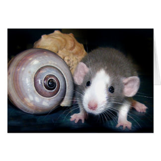 Le sort de "Belle" !