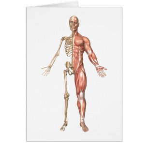 Le squelette humain et le système musculaire,