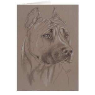 Le Staffordshire Terrier américain