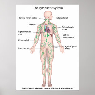 Le système lymphatique étiqueté Poster