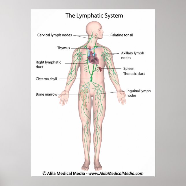 Le système lymphatique étiqueté Poster (Devant)