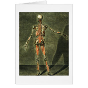 Le système musculaire profond du dos du corps,