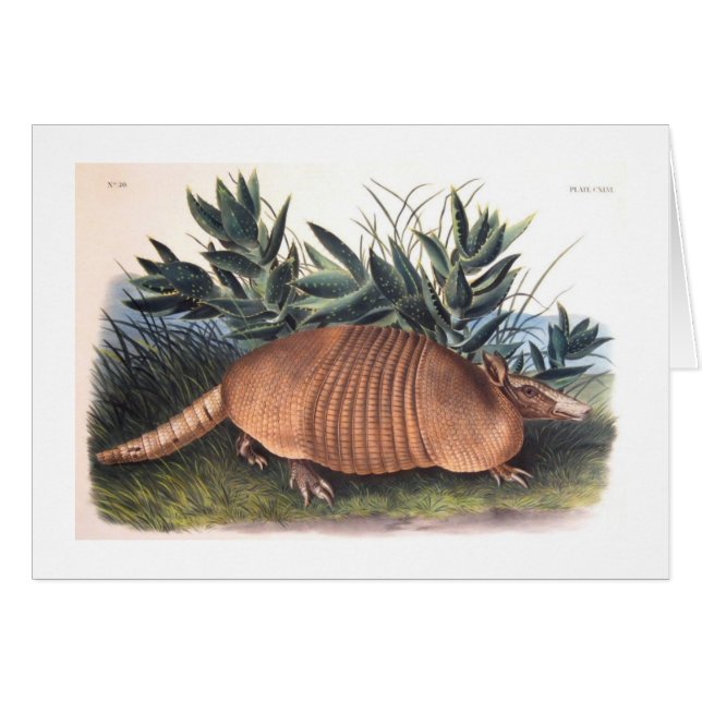 Le tatou d'Audubon (Devant horizontal)