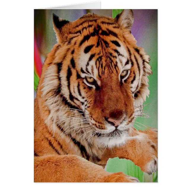 Le tigre du Bengale (Devant)