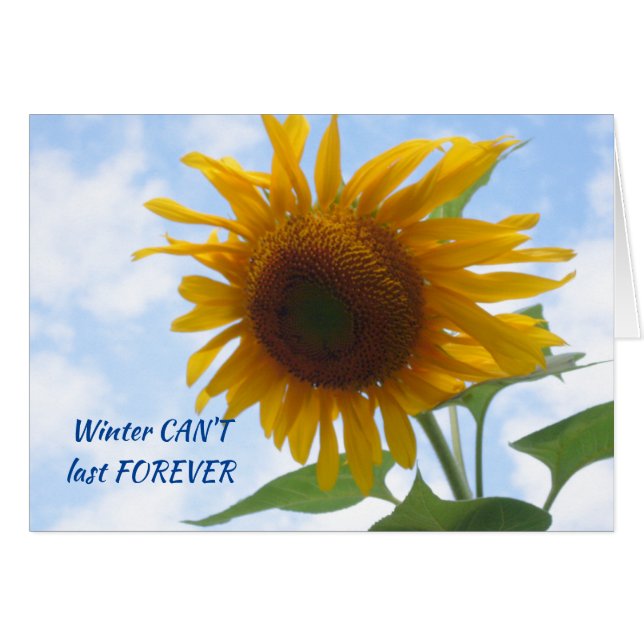 Le tournesol de la fin de l'hiver (Devant horizontal)