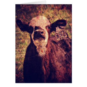 Le Veau Adorable Toutes Les Ocassions