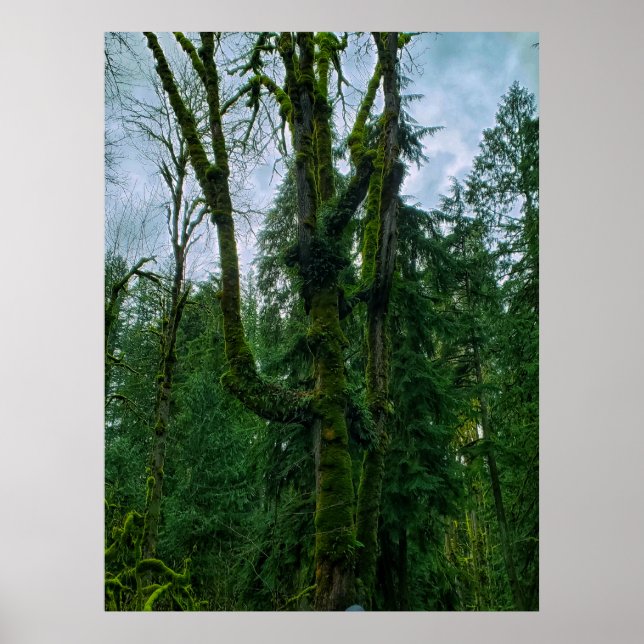 Le vert dans les arbres Poster (Devant)