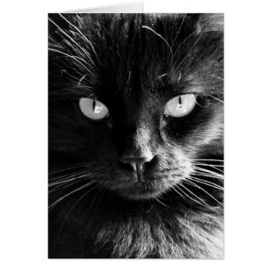 Le visage de chat noir, yeux, nez, favoris