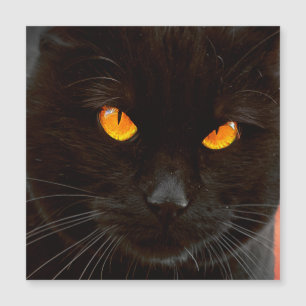 Le visage du chat de Halloween