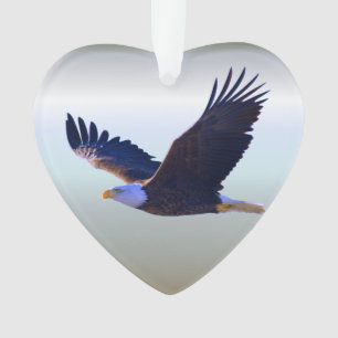 Le vol d'aigle à tête blanche