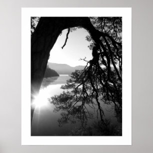 Leaning Pine: Friar's Crag, Derwentwater  Poster