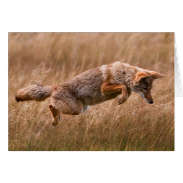 Leapage de coyote - Gibbon Meadows (Devant horizontal)