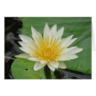 L'eau Lilly