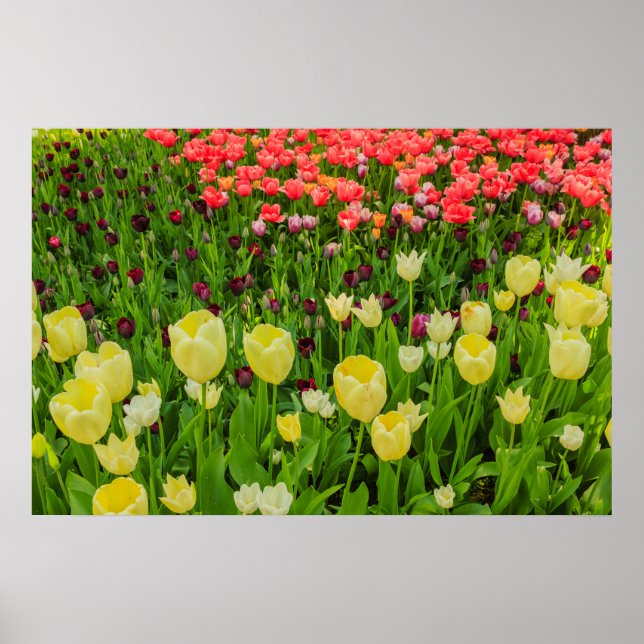 l'éclosion de tulipes dans un parc  papier affiche (Devant)