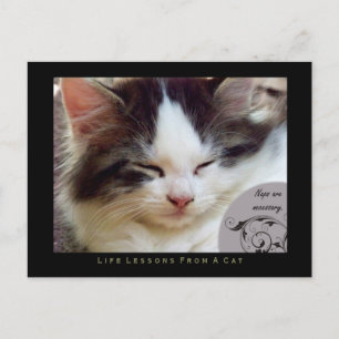 Leçons de vie Naps d'une carte postale de chat