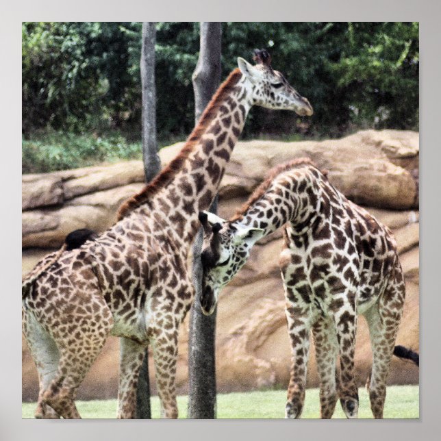 Lecture de girafes Impression (Devant)