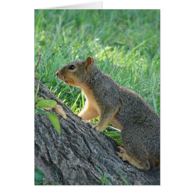 L'écureuil à l'arbre (Devant)