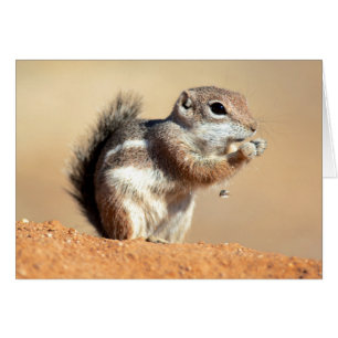 l'écureuil antilope de Harris (Ammospermophilus)