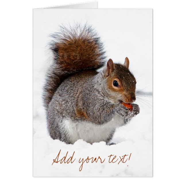 L'écureuil dans la neige (Devant)