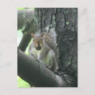 L'écureuil dans l'arbre L'art animal carte postale