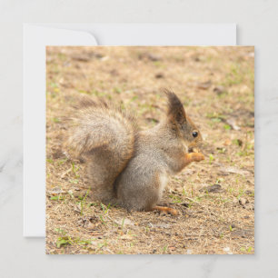 L'écureuil mignon mange une photo de noix