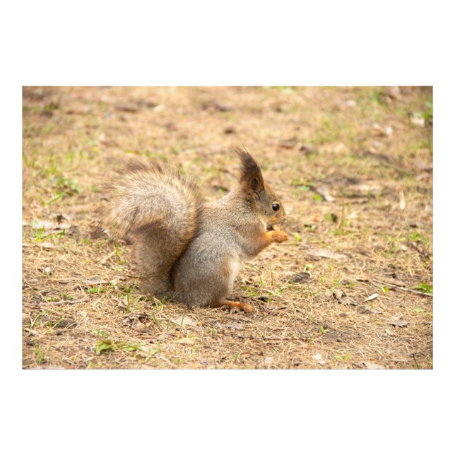 L'écureuil mignon mange une photo de noix (Devant)