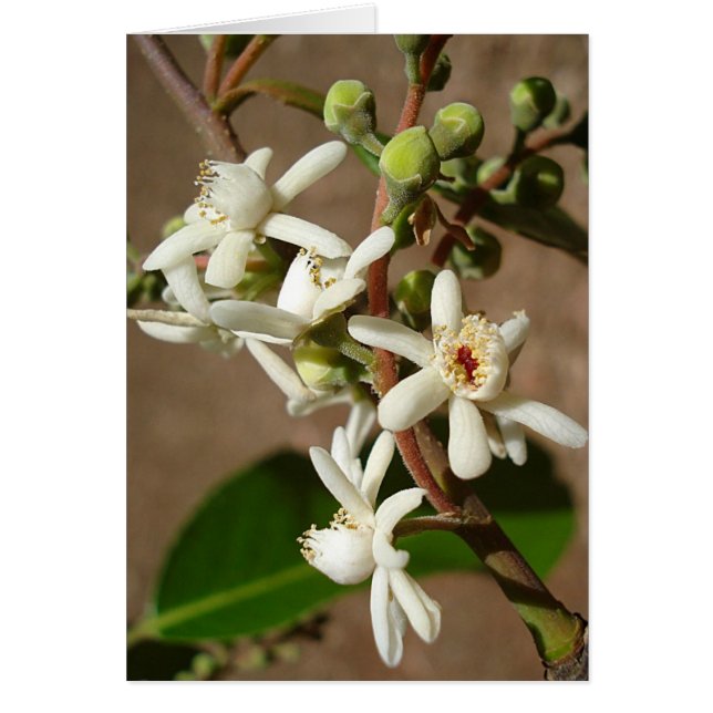 LECYTHIDACEAE : Cariniana legalis (Devant)