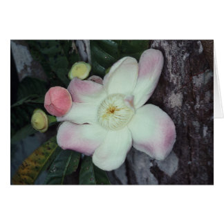 LECYTHIDACEAE : Gustavia augusta