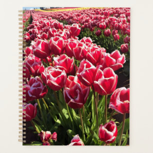 Leen Van Der Mark Tulips, Oregon