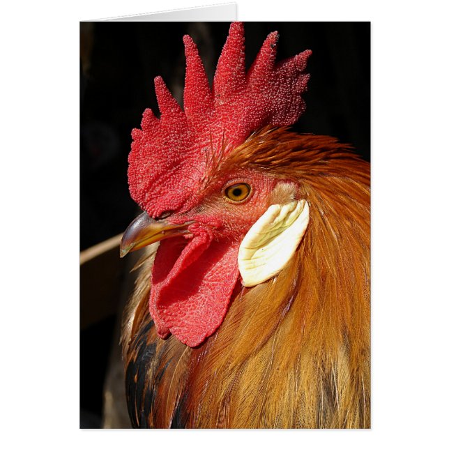 Leghorn Roo (Devant)