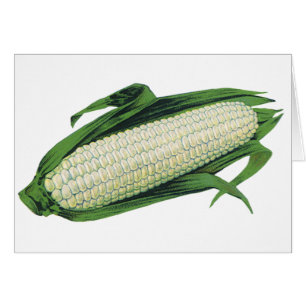 Légumes alimentaires anciens maïs blanc en épi