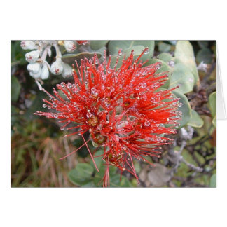 Lehua Blossom