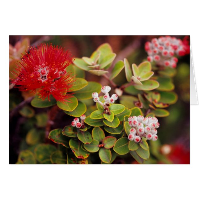 Lehua fleurit dans les volcans d'Hawaii (Devant horizontal)