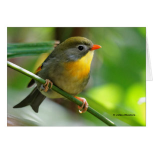 Leiothrix coloré / Pekin Robin Songbird