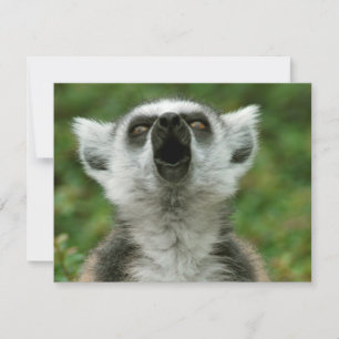 Lemur à anneau