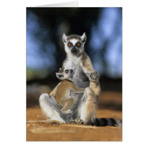 Lémur catta, (Lemur catta), Mère et
