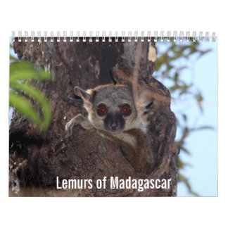 Lémurs de calendrier du Madagascar