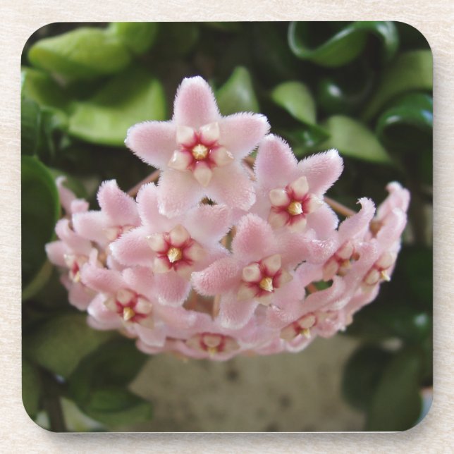 L'ensemble de Dessous de verre de fleurs de violet (Devant)