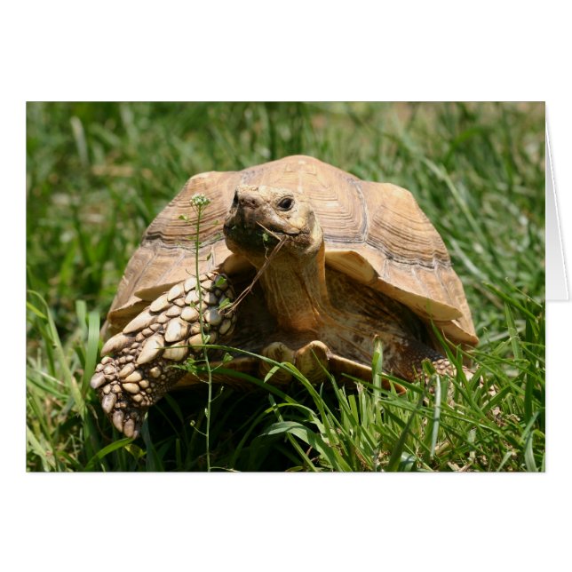 Lent mais stable (Devant horizontal)