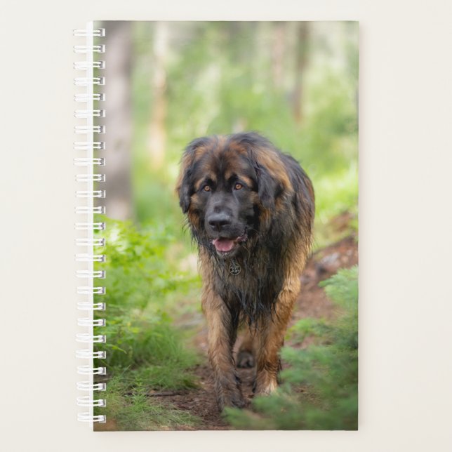 Leonberger (Devant)