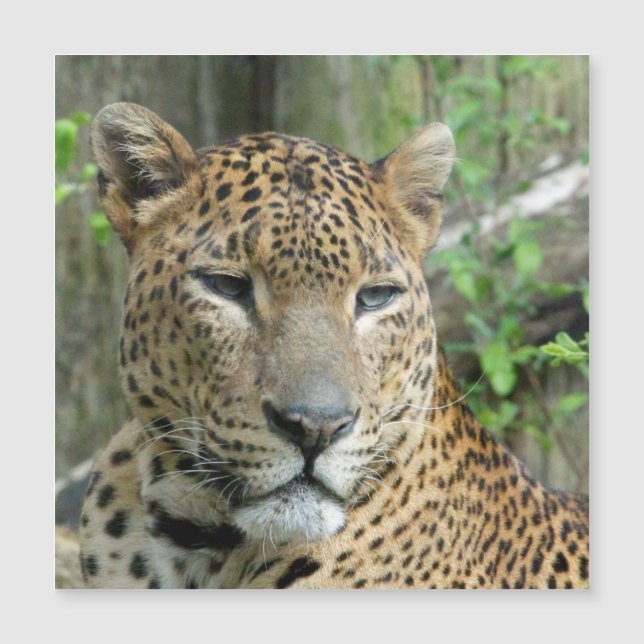 Leopard20151002 (Devant)