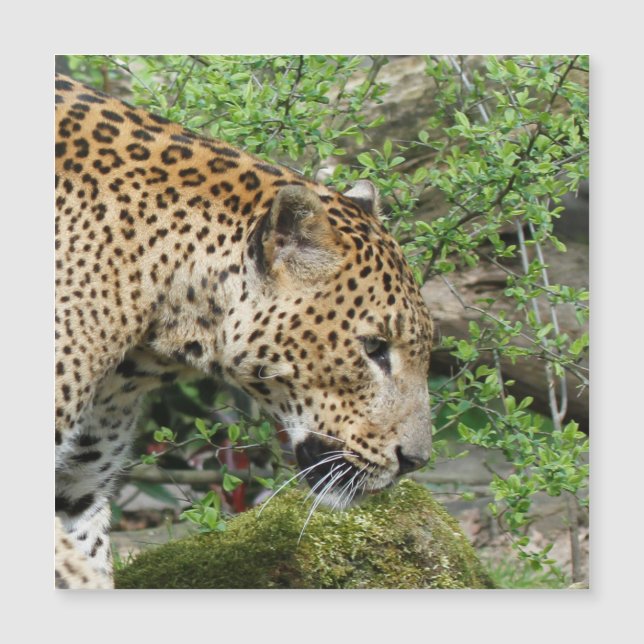 Leopard20151003 (Devant)